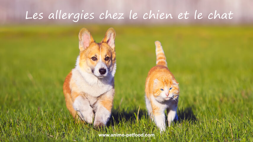 les allergies chez le chien et le chat